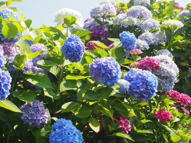 �剤�����������̎ʐ^1