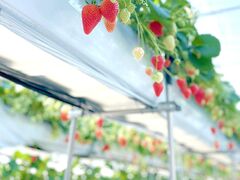 ���񂢂������̎ʐ^