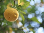 Serenity Aroma̎ʐ^3