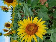 ���Ă���̎ʐ^2