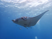 Viking Scuba Kabira̎ʐ^3