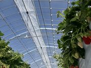 ���̂͂炢�������̎ʐ^2