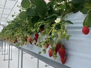 ���̂͂炢�������̎ʐ^4