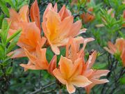 �����R�����̎ʐ^4