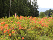 ���������̎ʐ^2