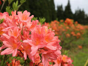 ���������̎ʐ^4