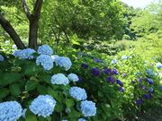 �剤�����������̎ʐ^2