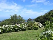 �剤�����������̎ʐ^3