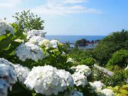 �剤�����������̎ʐ^4