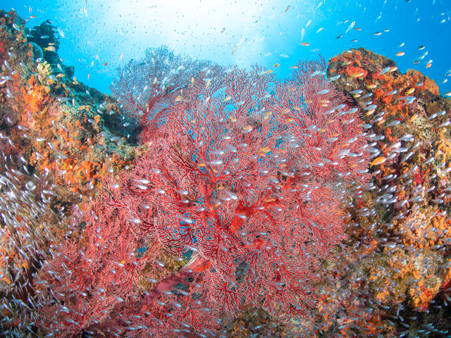 ���[���_�C�r���O_Diving Shop Nalu