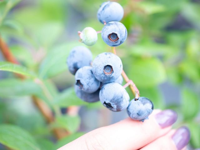 30��ވȏ�̕i������n�\_���c�FBASE