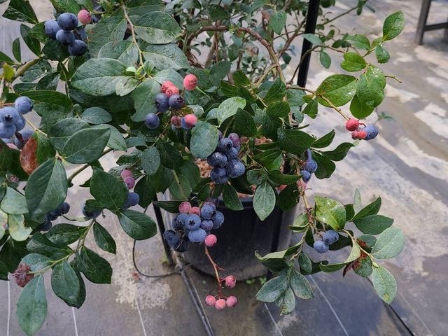 �鎭�u���[�x���[�K�[�f�����n�G���A_���c�FBASE