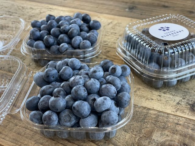 �鎭�R�[�u���[�x���[�̎����A��̔�������܂�_���c�FBASE