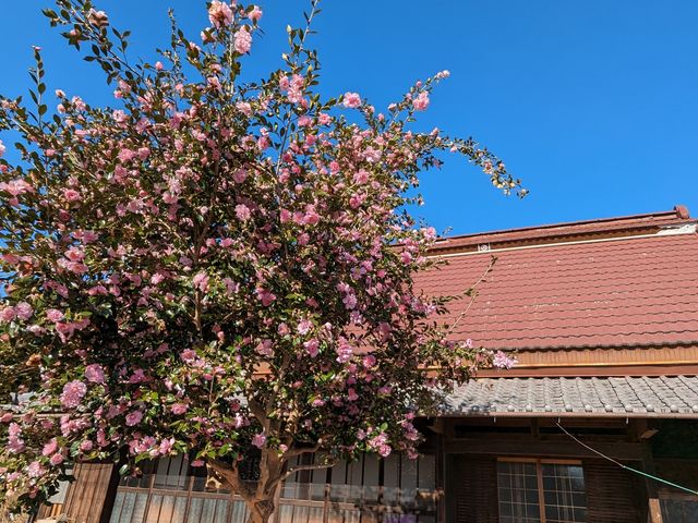 �O��̎R����_�ɉꔒ�~�̌Ö���