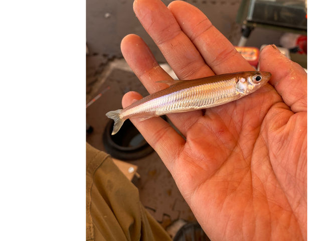 ���񂾐�����ނ��̂͂���Ȃ��ꂢ�ȋ��̂̃��J�T�M�ł��B_�v���K�C�h�c�A�[�D�y�F�I�����[�����c�A�[�Y