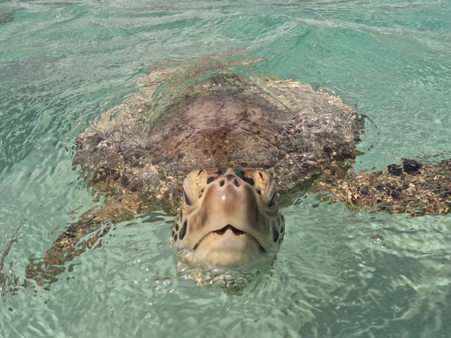 ���S���ĊC���y����ł���������悤�ɁA�S������K�C�h�͑S���A���E���PADI�X�m�[�P���C���X�g���N�^�[�̎��i�������Ă��܂��B_LAULEA