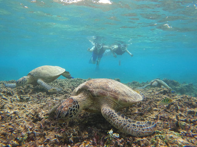 �Ȃ��3�C�̃E�~�K���ƈꏏ�Ɏʐ^���B��܂���!
�K�^������I_LAULEA