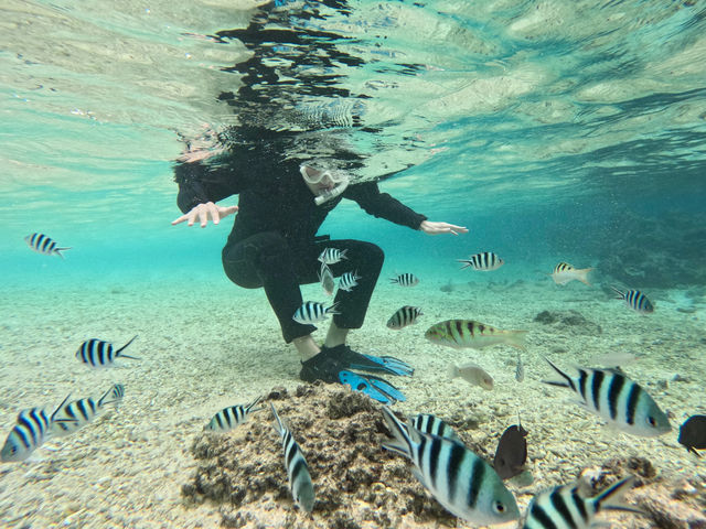 �������r�b�N��!�{�Ó��ł����p���_�C�X�I_LAULEA