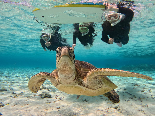 ���E�Ɍւ�C�ŃE�~�K���Ƃ̈ꐶ�̎v���o���I_LAULEA