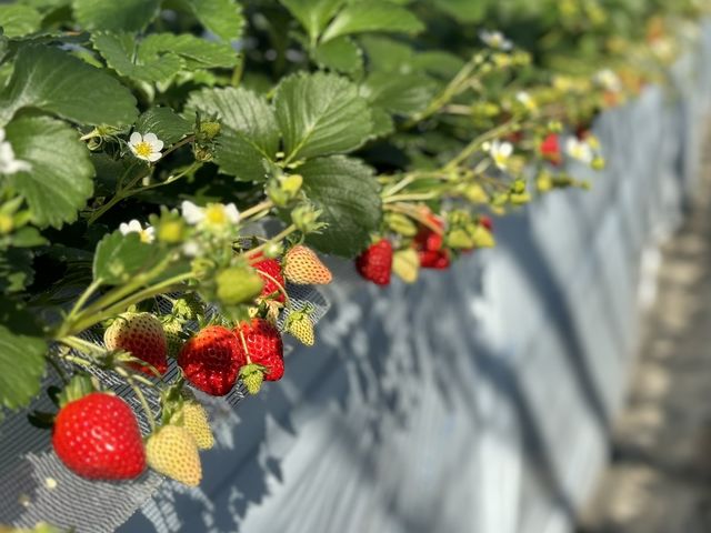 ���c��������