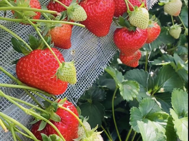 ���c��������