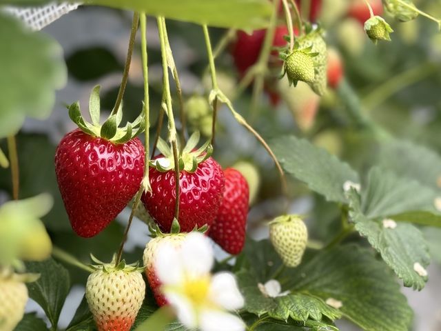 ���c��������