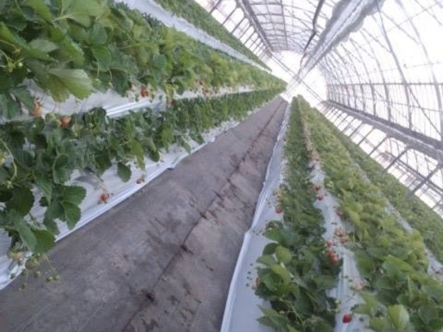 ���c��������