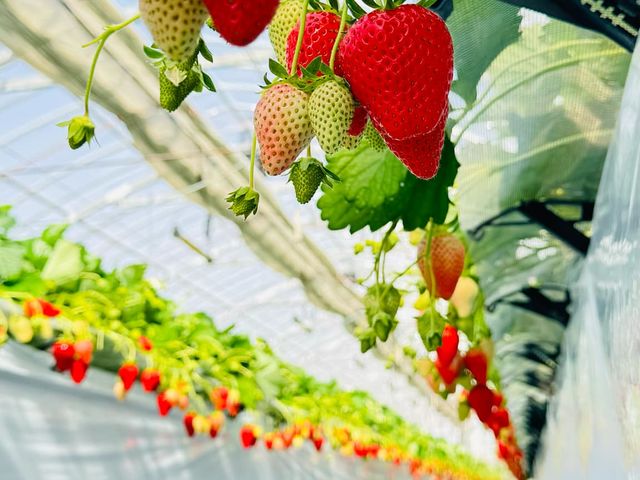 ���c��������