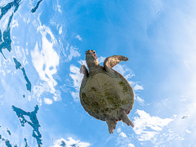 E~KP̂̎ʐ^R[iI_&SEA