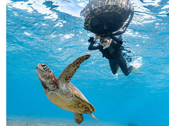 jȂl͕ւɒ͂܂Ċώ@邱Ƃł̂ŏSґ劽}łI_&SEA