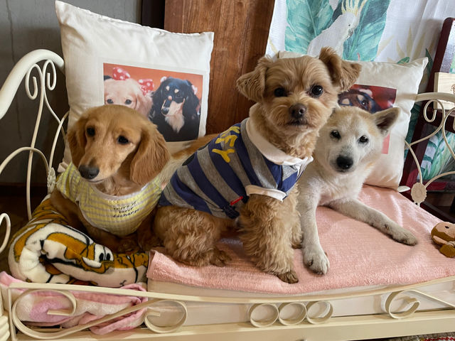 �ق����背�g���A�[�g�J�t�F