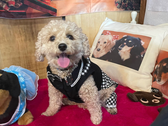 �ق����背�g���A�[�g�J�t�F