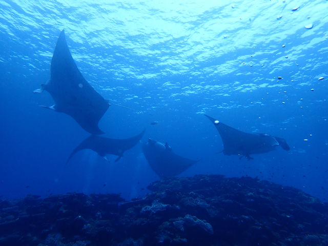 �������񂢂鎖���I_�`�����u���[