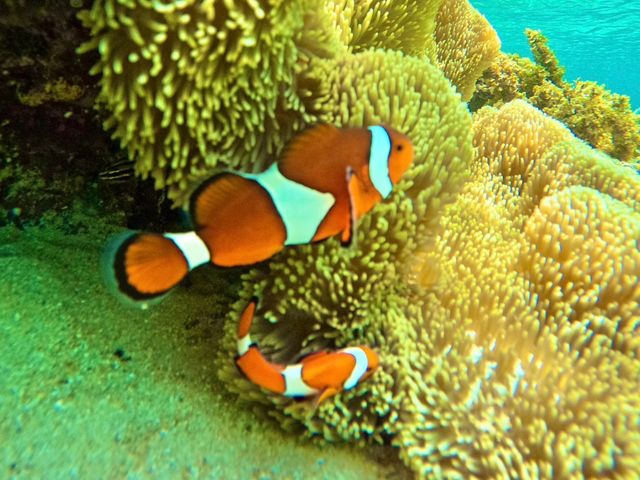 �}�����V���b�vHAPPY