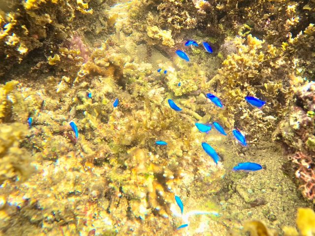 �}�����V���b�vHAPPY