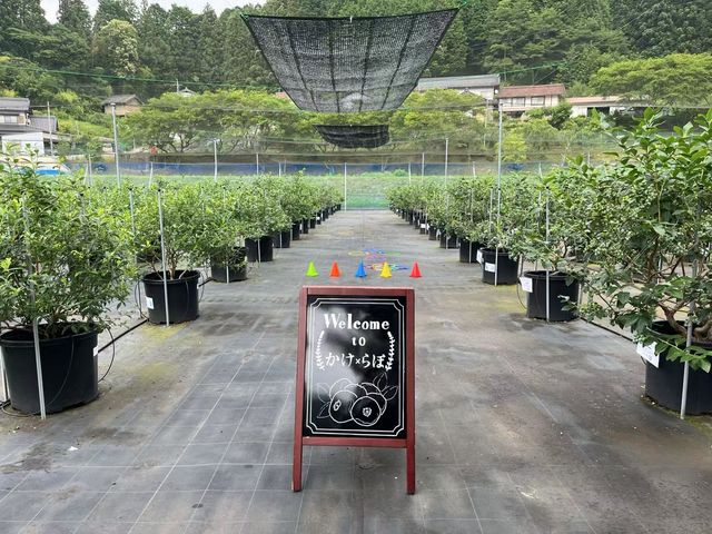 _̓V[g\Ȃ̂łqlɂSł_u[x[_Toyota