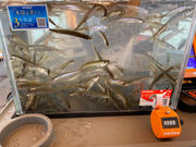 �v���K�C�h�c�A�[�D�y�̎ʐ^2