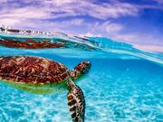 RECMARINE MIYAKOJIMA̎ʐ^2