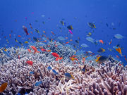 RECMARINE MIYAKOJIMA̎ʐ^4