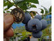 blueberryfarm Ȃ̎ʐ^4