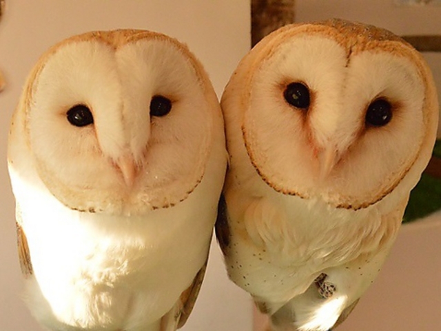 �ӂ��낤�̗� ���h�X�̎ʐ^1