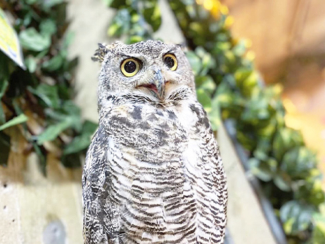 �t�N���E�̑��J�t�F�̎ʐ^1