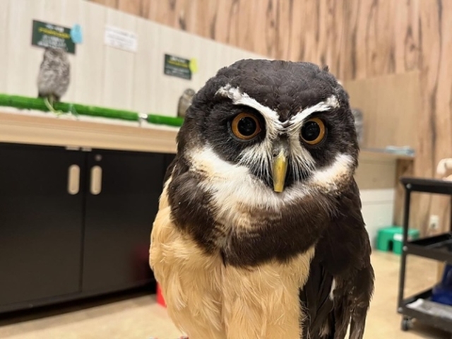 ӂ낤JtF 킽ǁ[ mozo_[VeBX̎ʐ^1