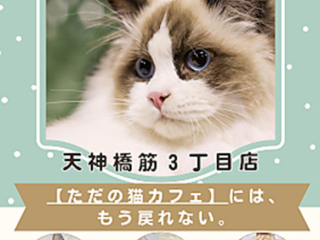 Cat&Animal Cafe Noah s Ark �m�A�Y�A�[�N ���V�_��3���ړX�̎ʐ^1