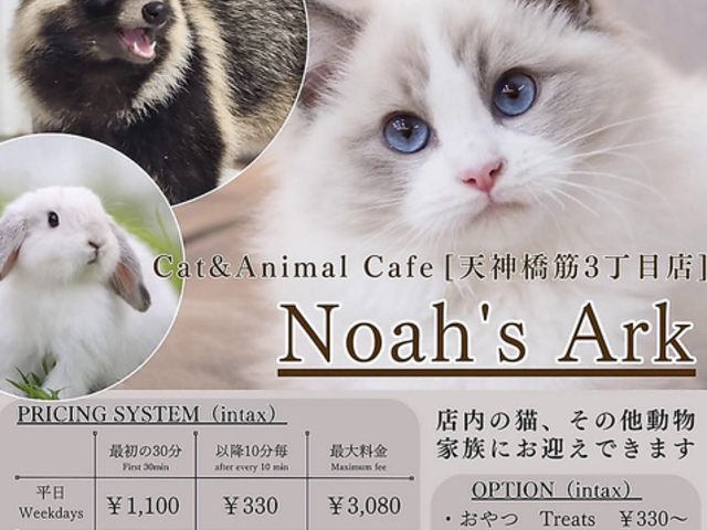 Cat&Animal Cafe Noah s Ark �m�A�Y�A�[�N ���V�_��3���ړX�̎ʐ^1