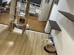 یLJtF CatGarden̎ʐ^1