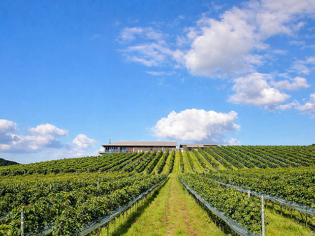 ���� Wine & Dine�̎ʐ^1