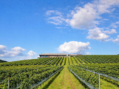 ���� Wine & Dine�̎ʐ^1