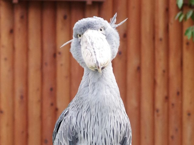 �����H�����Ȃ��H�����́u�ӂ��΁v�͂ǂ����H�H_�|��Ԓ���