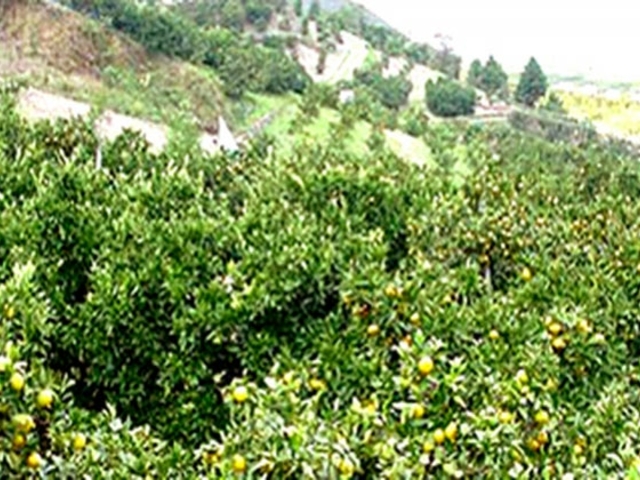 �k�㒬�ό��_��̎ʐ^1